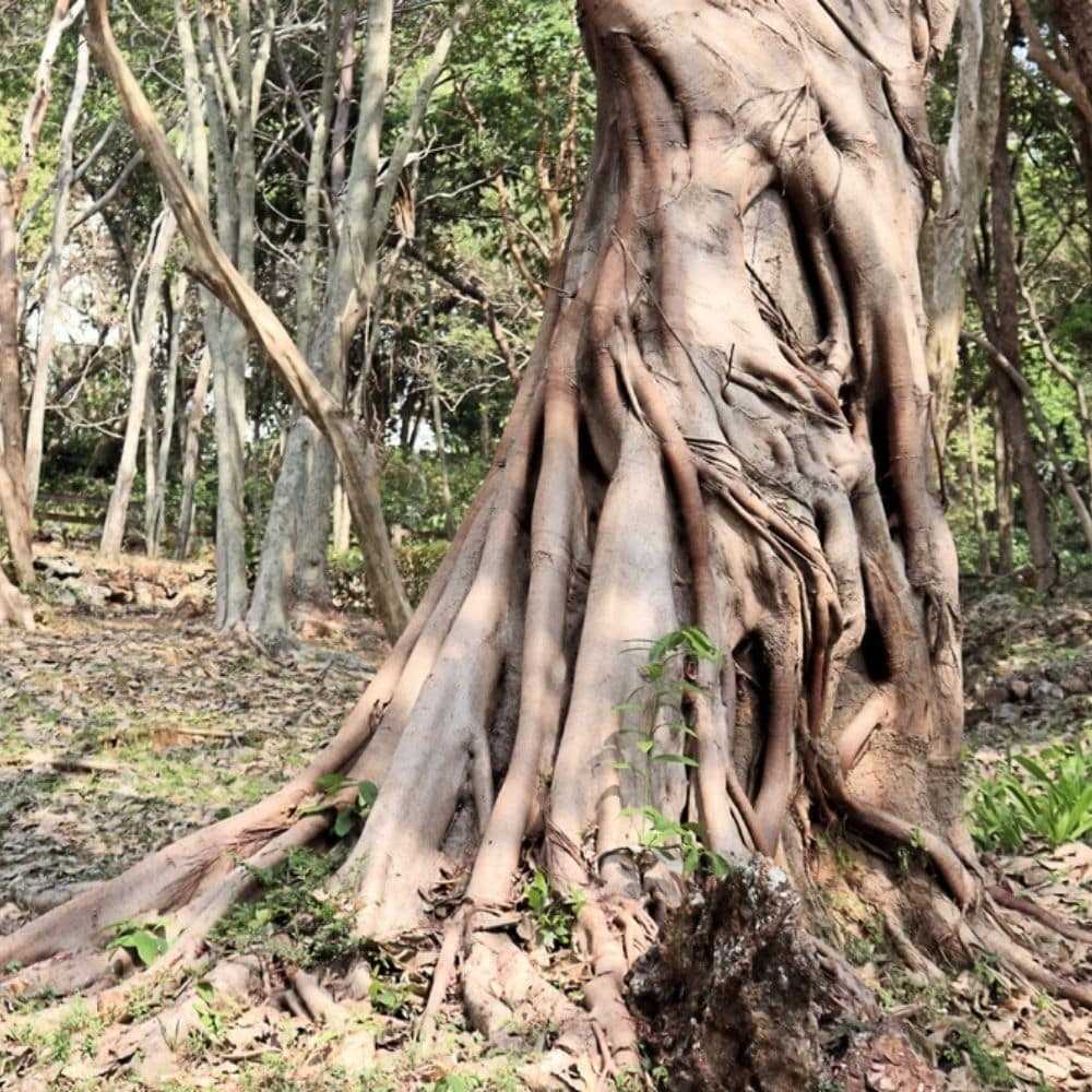 Teak Wood Root